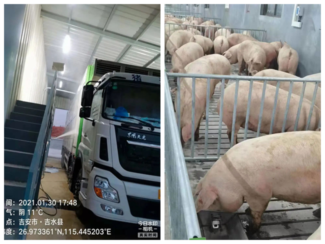 熟妇丰满多毛的大隂户