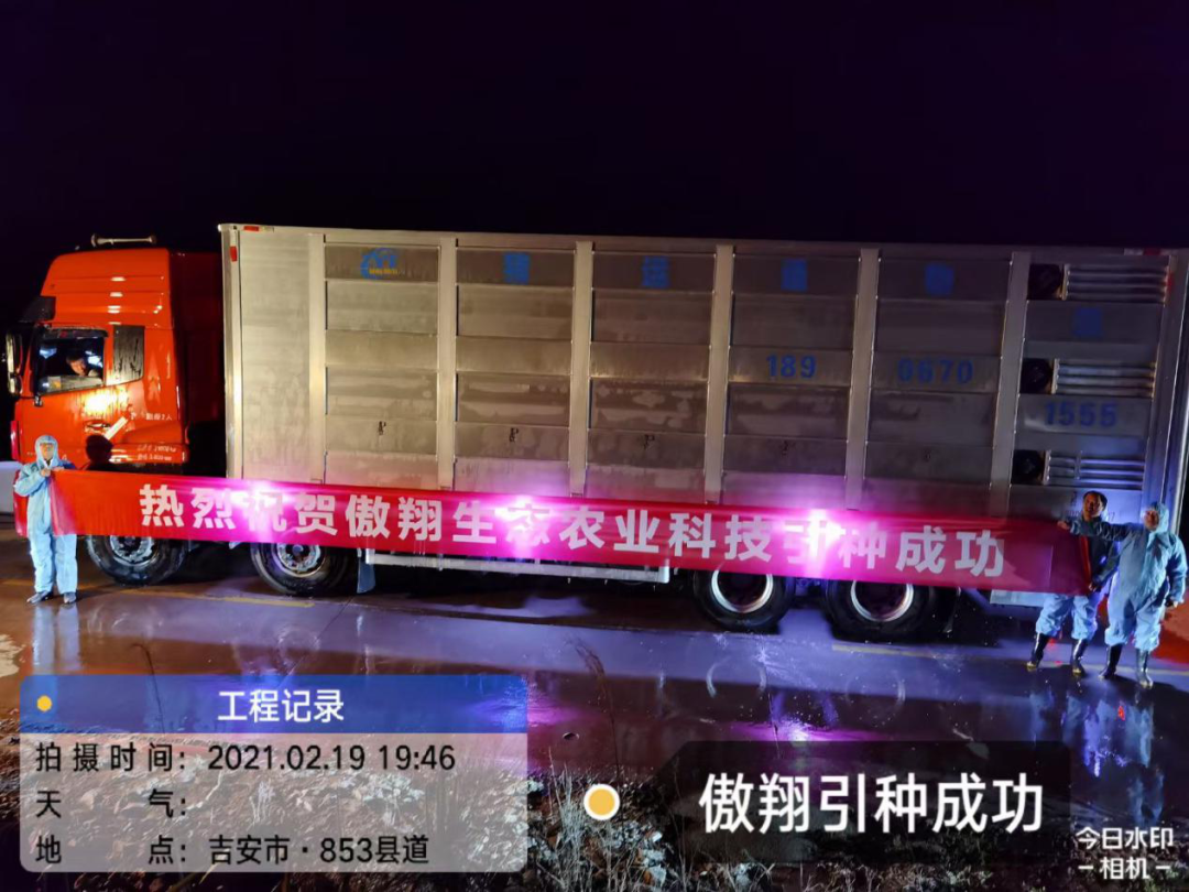 熟妇丰满多毛的大隂户