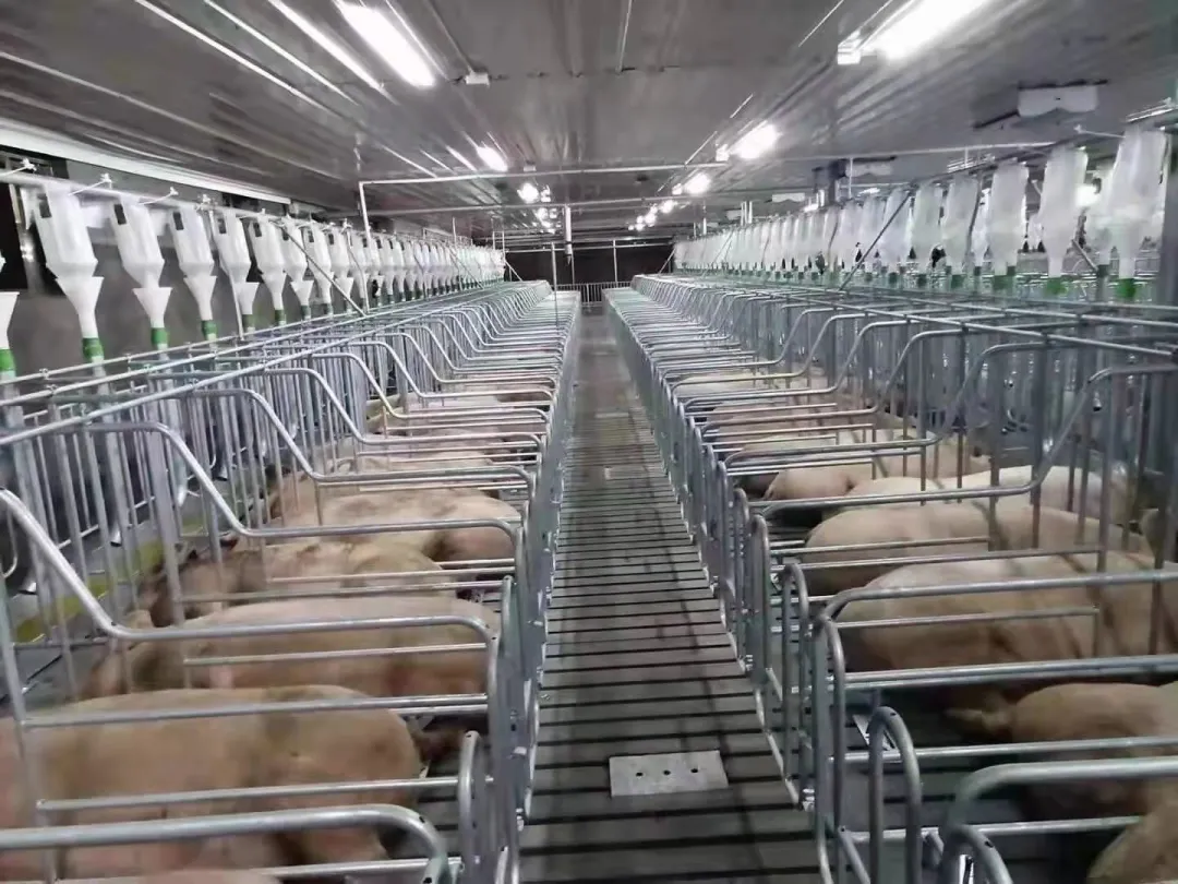 熟妇丰满多毛的大隂户