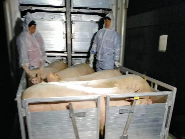 熟妇丰满多毛的大隂户