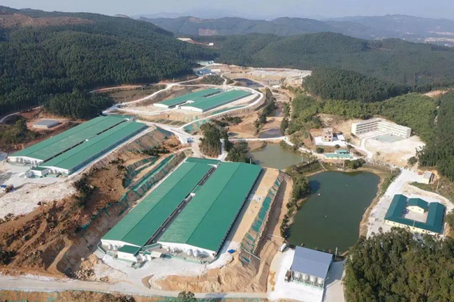 熟妇丰满多毛的大隂户