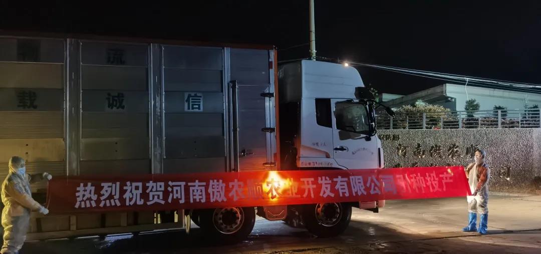 熟妇丰满多毛的大隂户