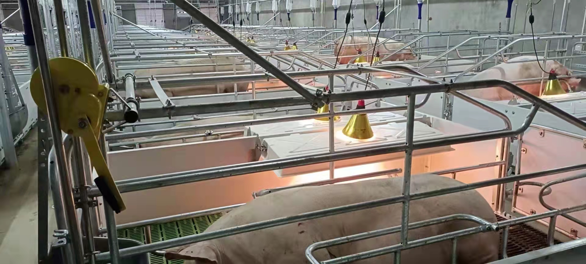 熟妇丰满多毛的大隂户