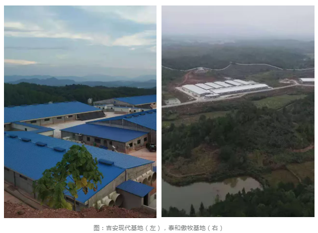 熟妇丰满多毛的大隂户