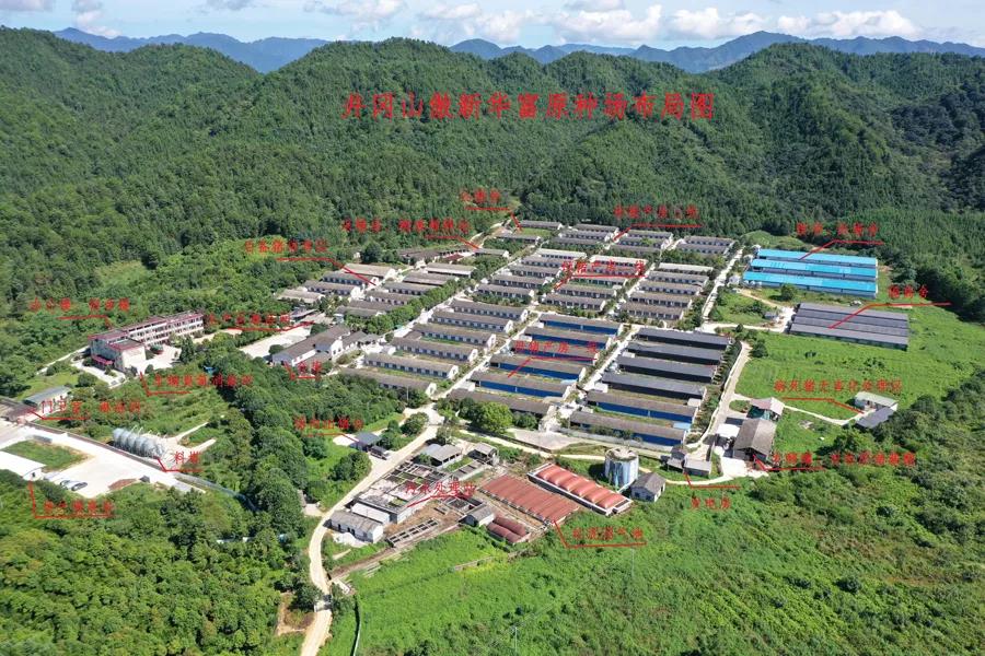 熟妇丰满多毛的大隂户