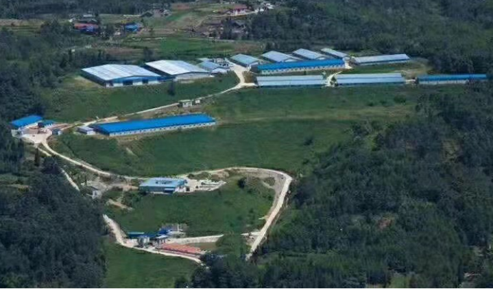 熟妇丰满多毛的大隂户