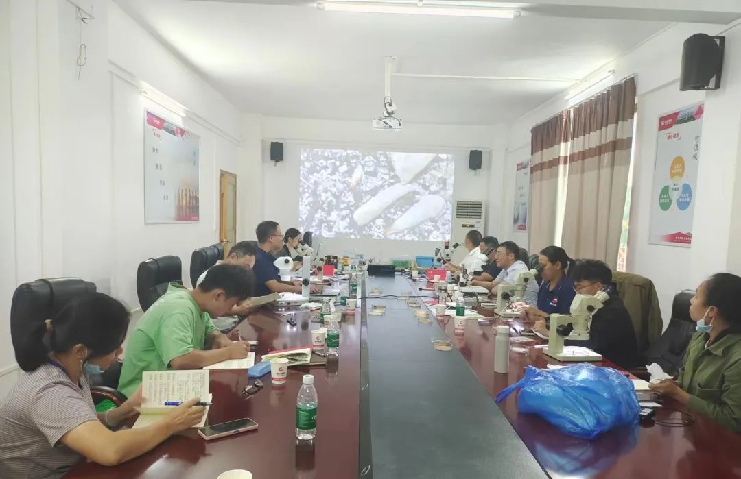 熟妇丰满多毛的大隂户