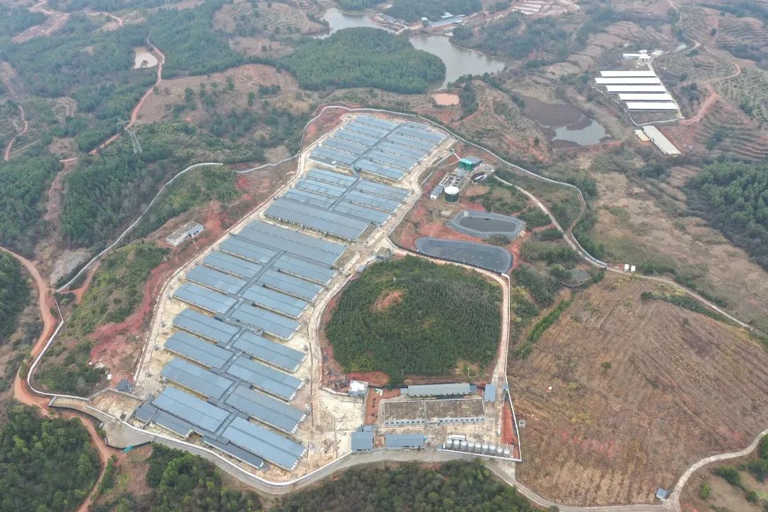 熟妇丰满多毛的大隂户