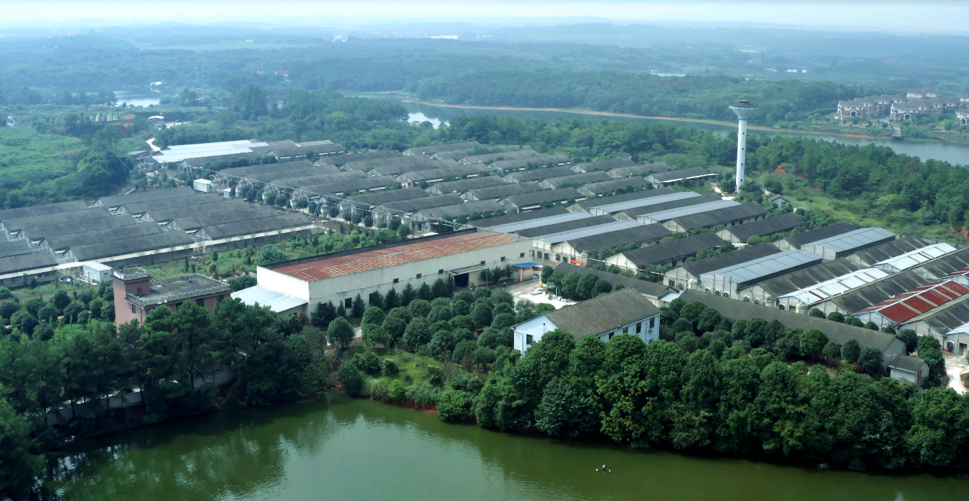 熟妇丰满多毛的大隂户