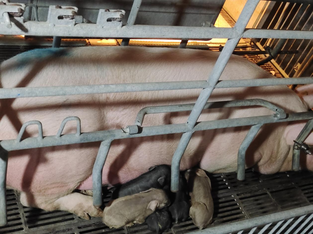 熟妇丰满多毛的大隂户