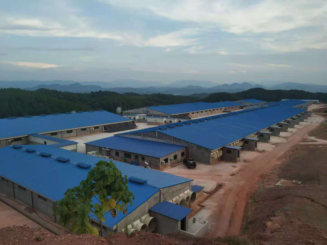 熟妇丰满多毛的大隂户